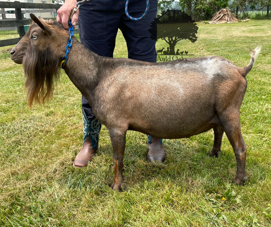 Herd Sires  Auld Oaks Nigerian Goats